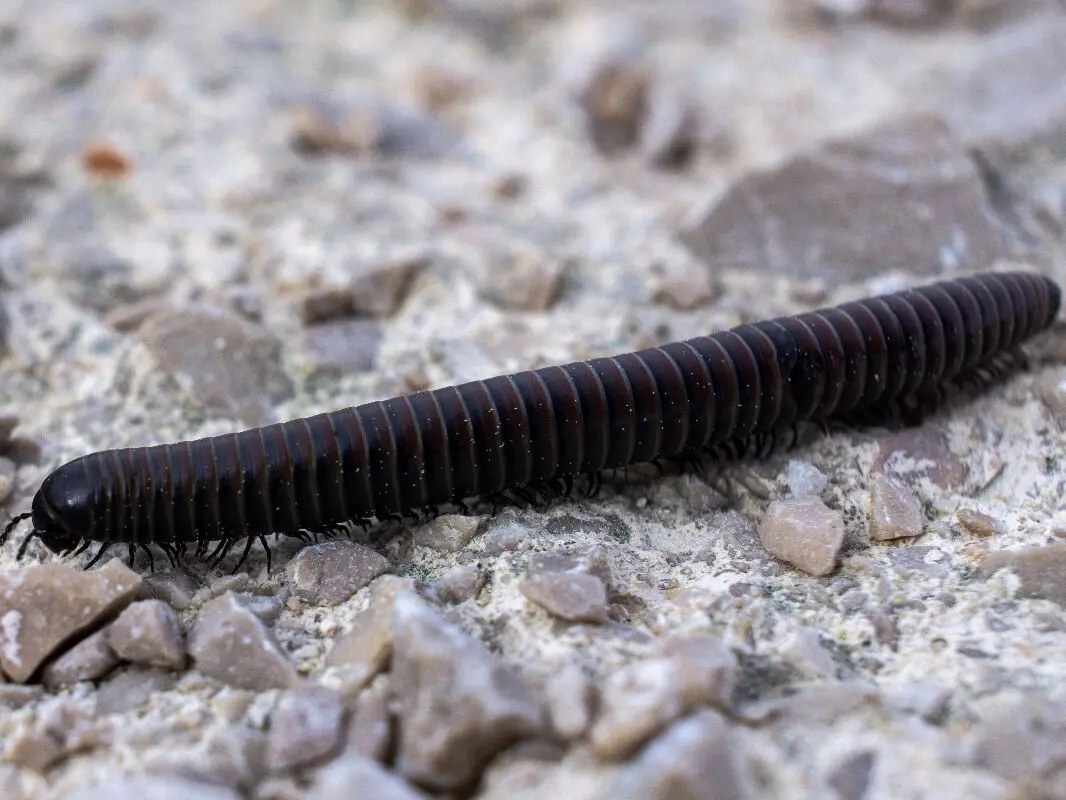 Petits vers noirs, larves de moucherons, au fond d'une cuvette de toilettes blanche
